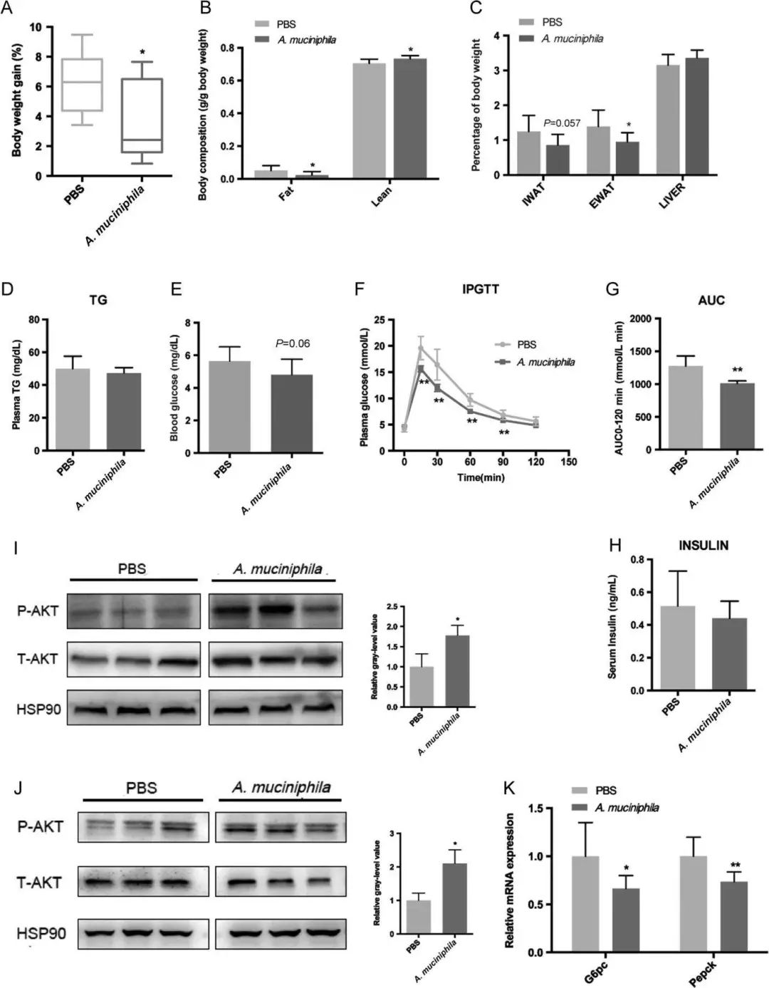 利用宿主分泌的粘蛋白“为食”的Akk菌