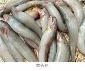 心痛的感觉！八种海鲜暂别啦