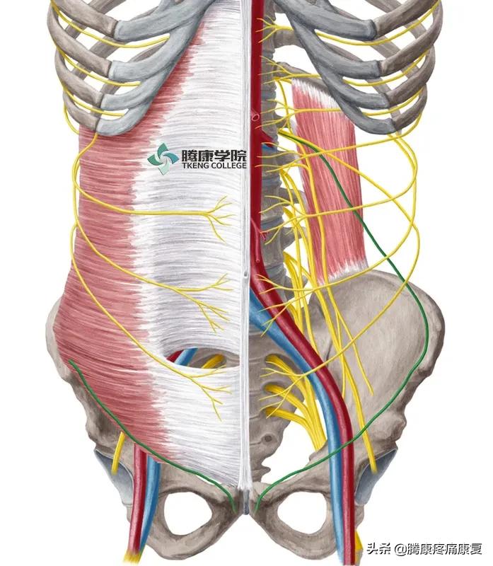 最全!脊神经系统汇总