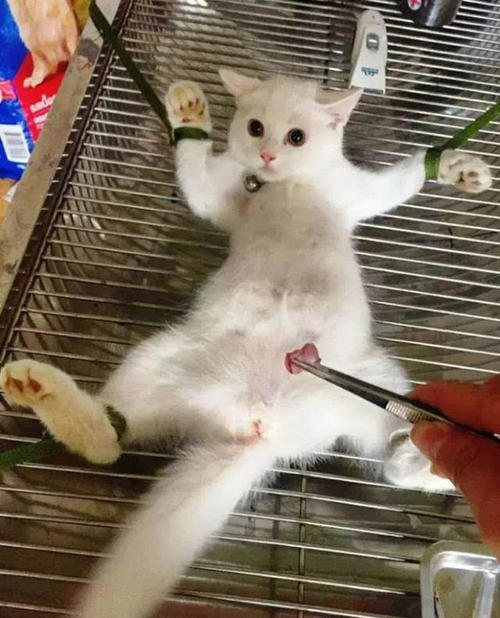 免拆线到底是拆还是不拆好,免拆线和普通线的利弊