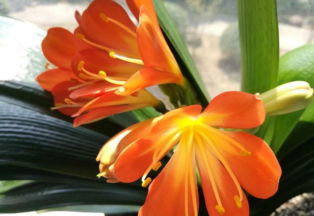 请问君子兰怎么换盆要注意什么,十年的君子兰换盆方法