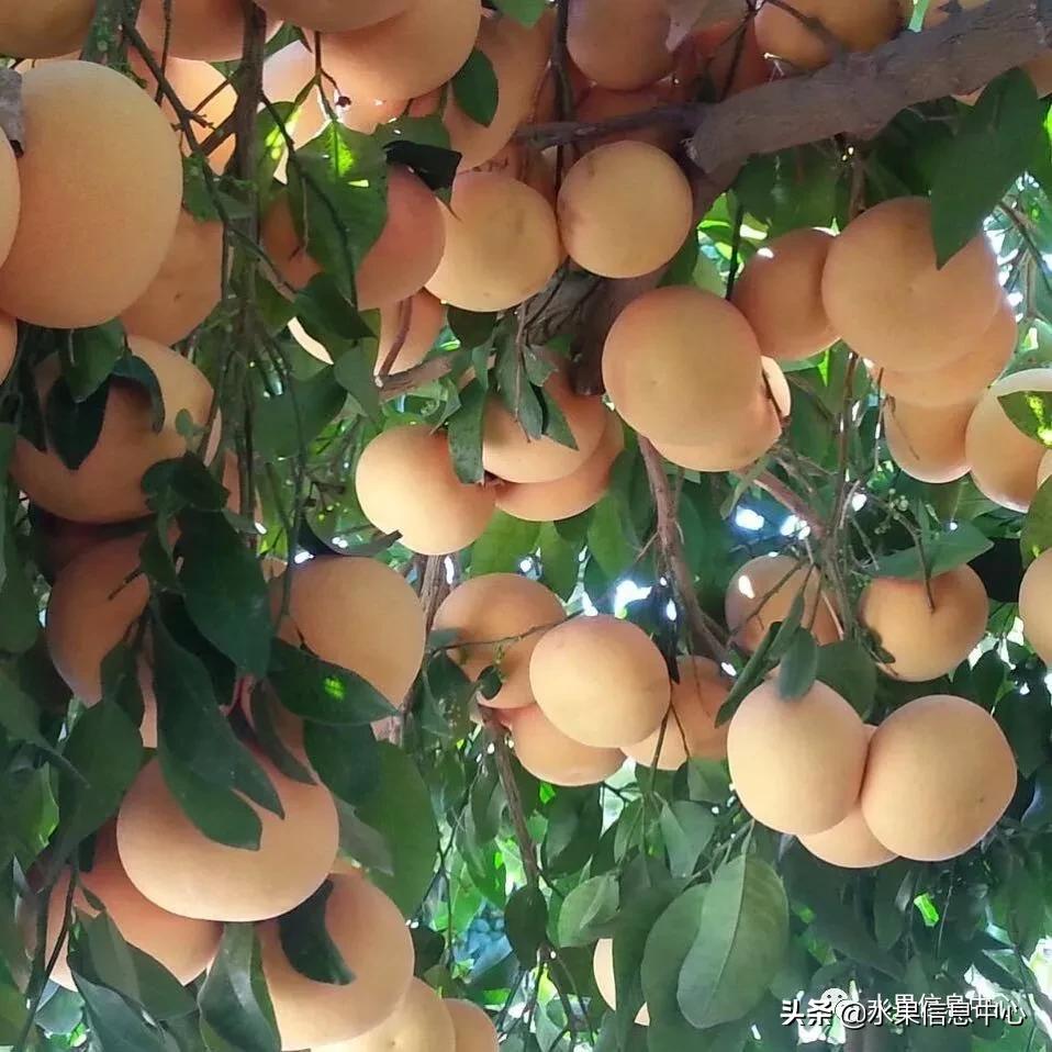 水果批发市场疫情期间防控的措施,水果蔬菜抗击疫情