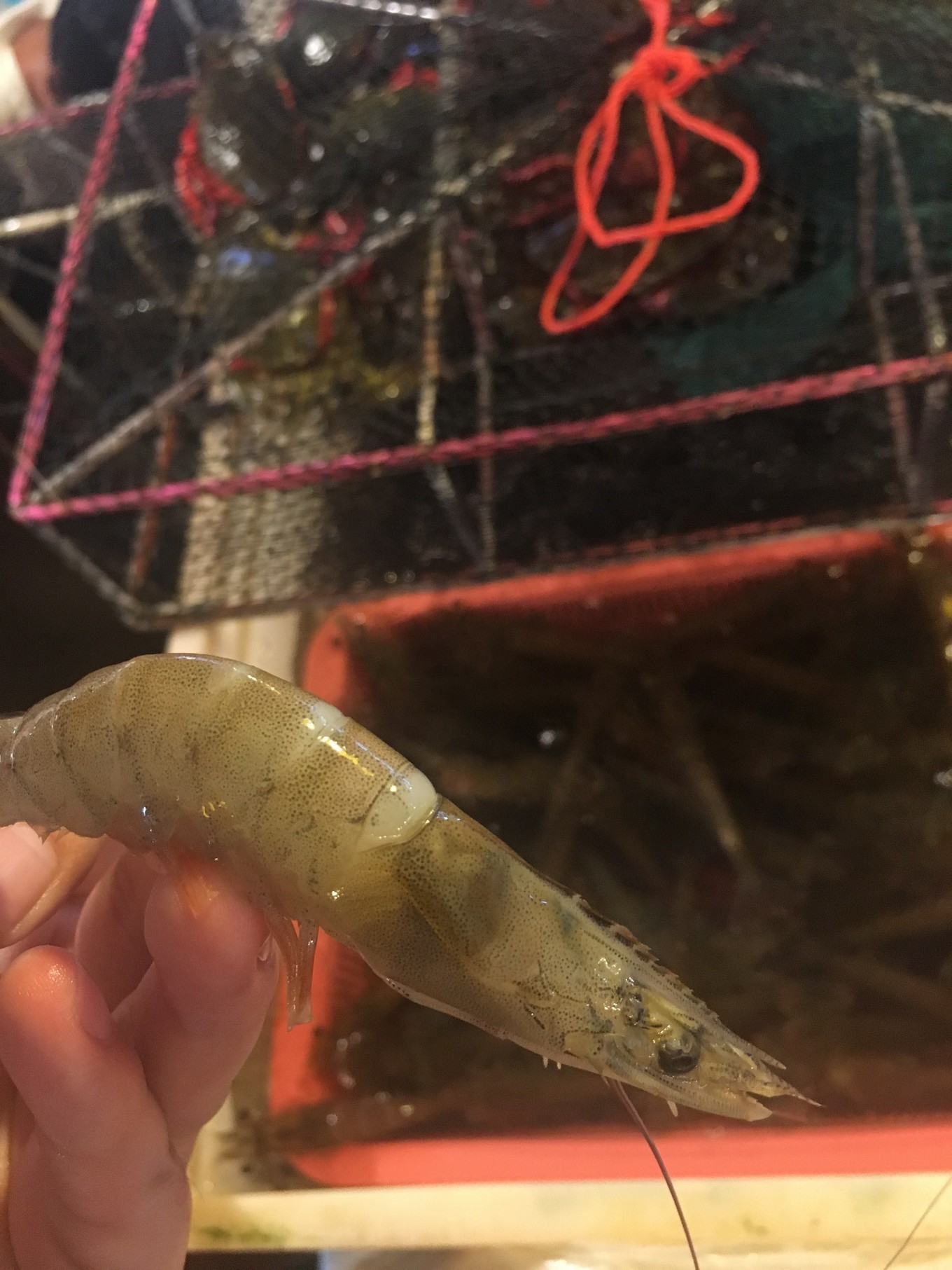 三亚旅游吃海鲜防宰攻略,三亚蜈支洲岛吃海鲜攻略