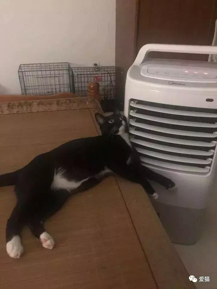 猫是否知道自己是猫,猫知自己是猫么