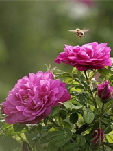 玫瑰花简介怎么写,玫瑰花简介英文版