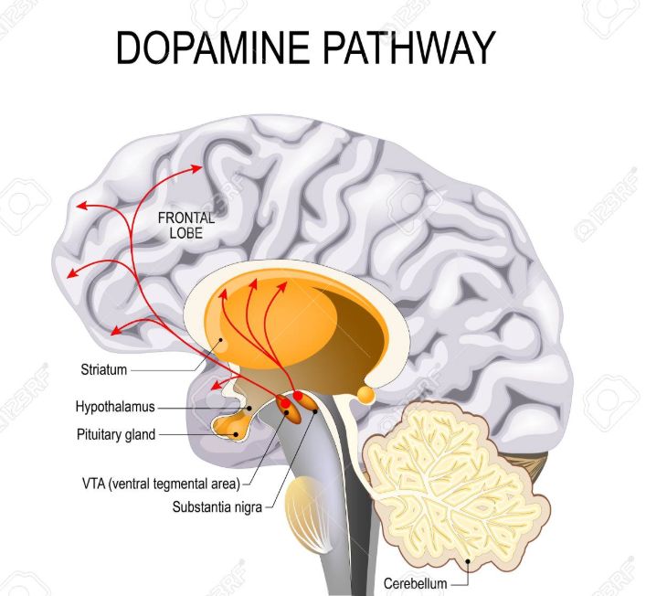 认识多巴胺和内啡肽,多巴胺教育孩子的秘诀