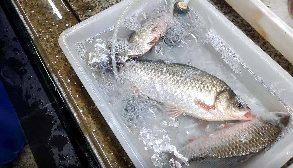 最新最简单的捕鱼方法,简单有效的捕鱼方法