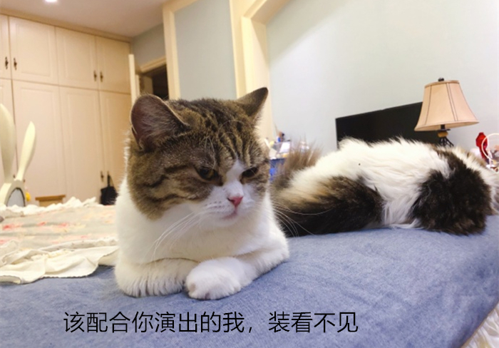 猫咪有没有被完全驯化,猫咪为什么能被驯化