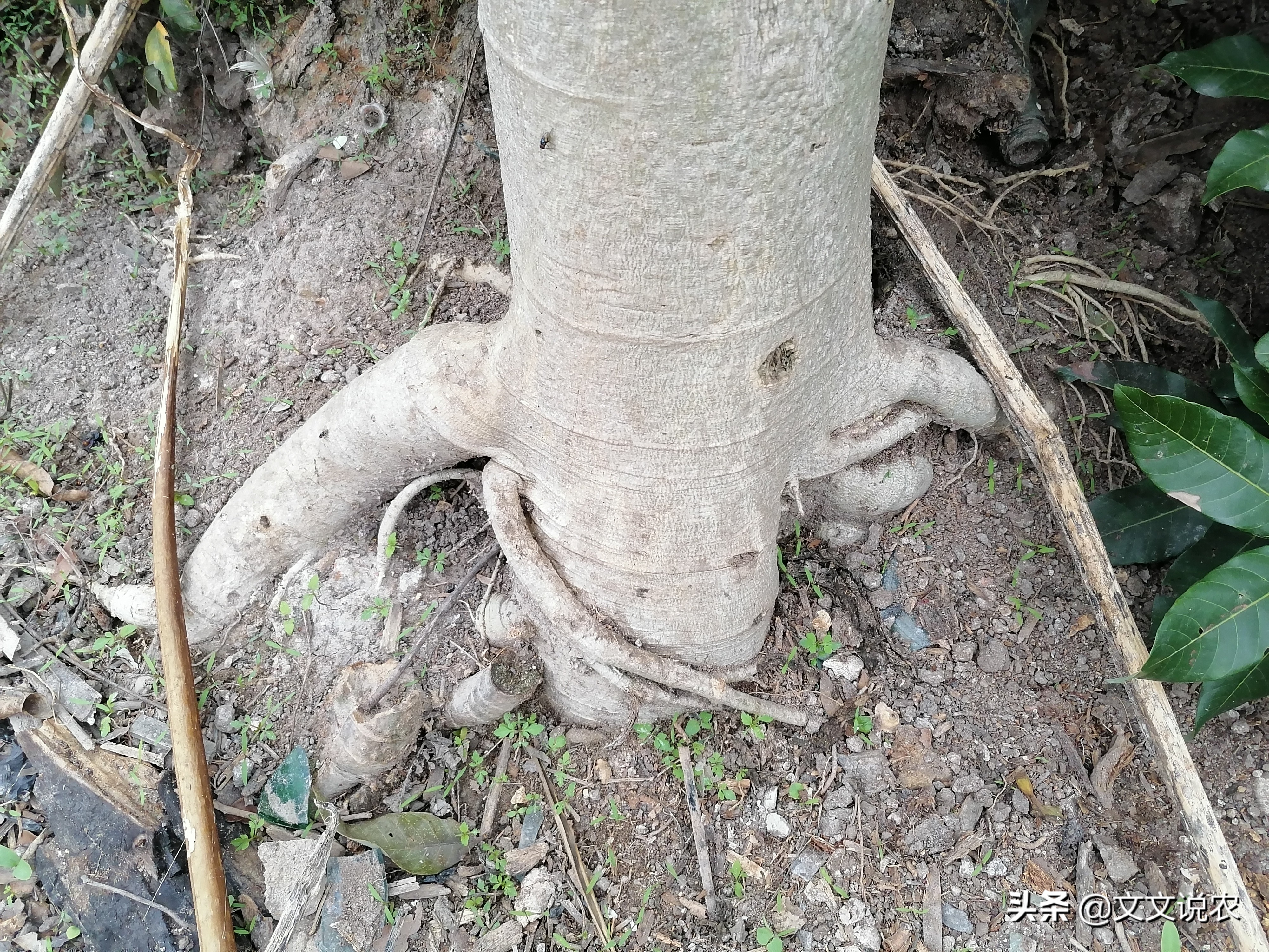 如何培育番木瓜的两性株和雌株,北方能种的番木瓜新品种