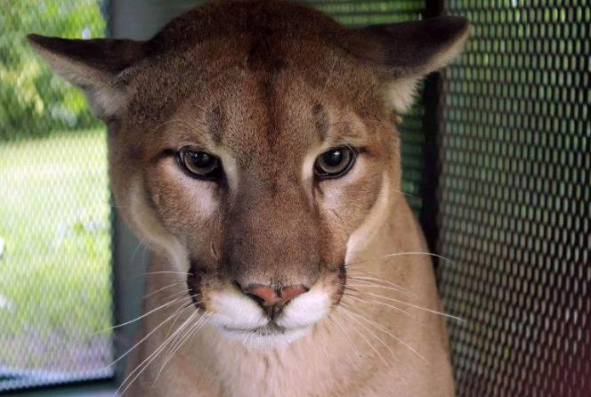 地球历史中最厉害的食肉动物,世界上有什么食肉动物