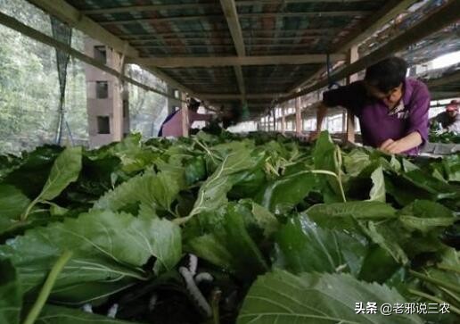 家蚕病了应急处理,怎么样才能让蚕的产量更高