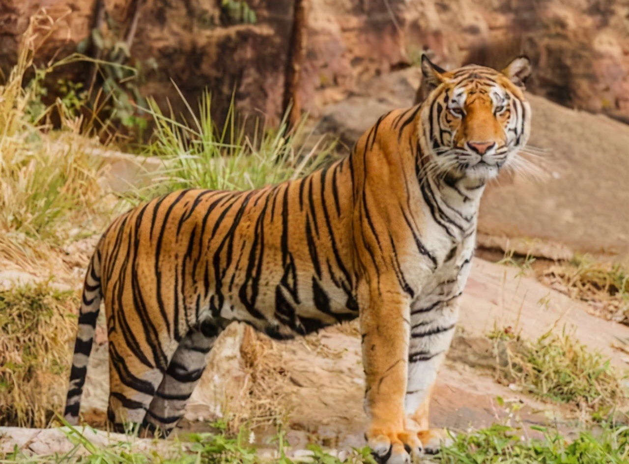 小学课本杀掉狼的故事,小学语文课本杀虎的叫什么