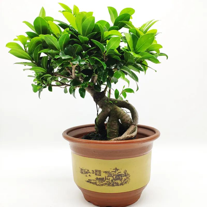 榕树大叶榕,高山榕大叶榕树怎么养殖