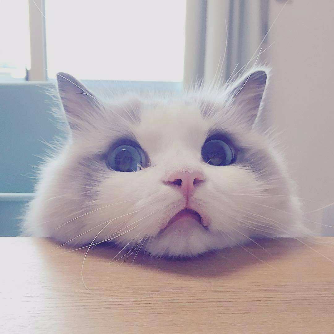 养猫必备的清洁猫毛工具,清洗猫毛的正确方法