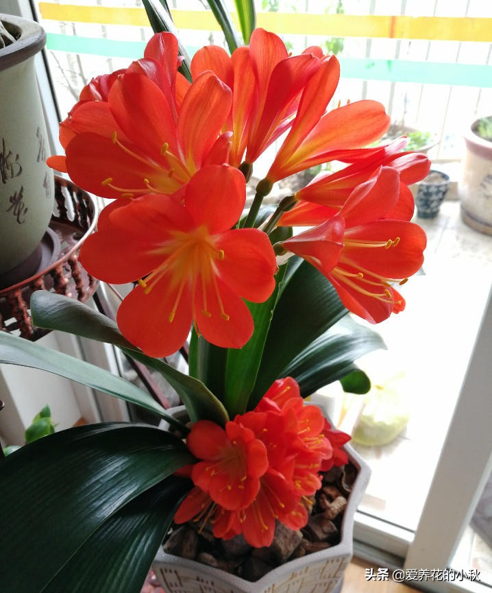 君子兰怎么养才能上箭,君子兰怎么养才不冒花箭