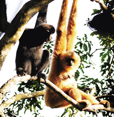 生物多样性之珍稀物种,生物多样性之旅