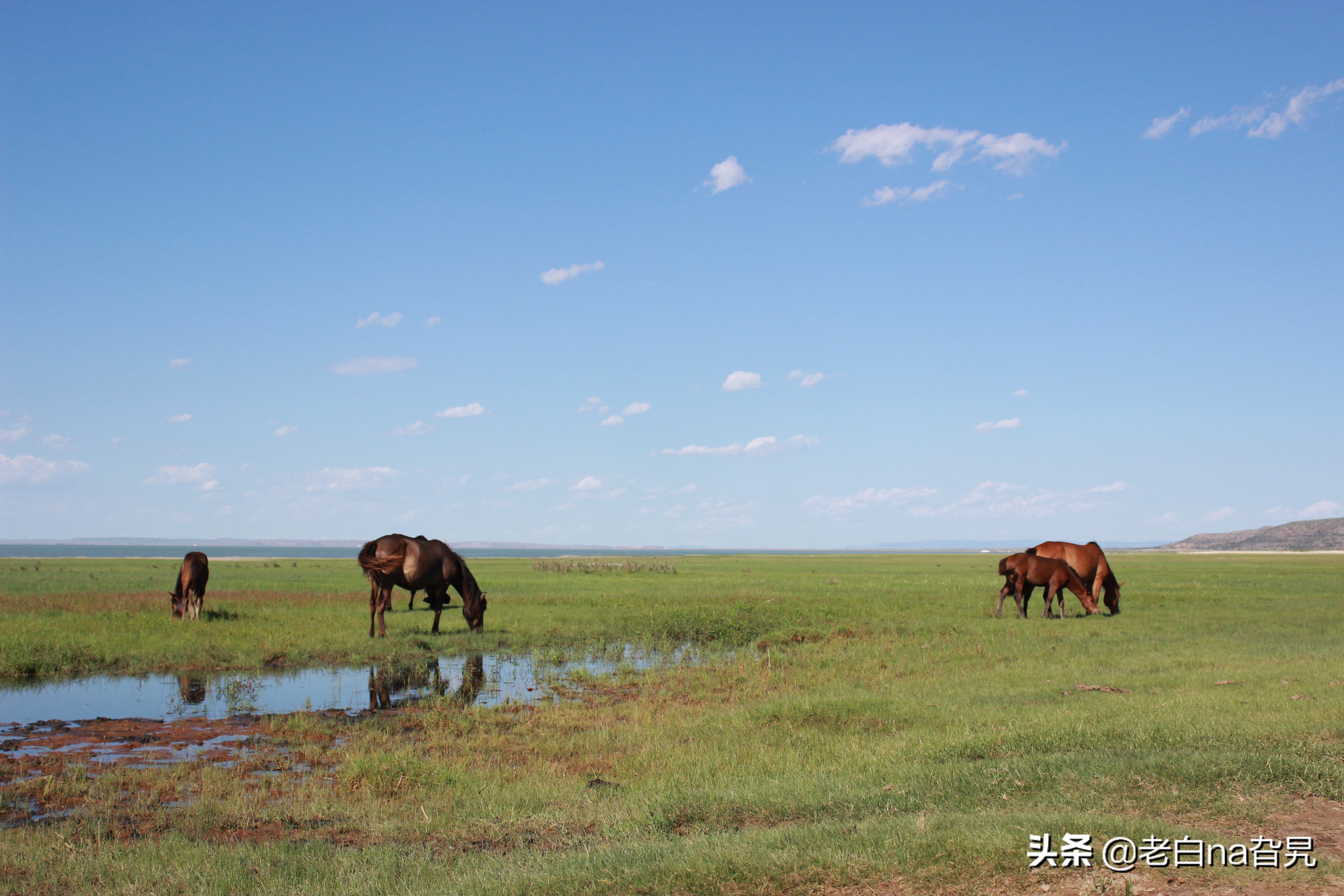 达里诺尔湖早上的风景,达里诺尔湖四大名湖