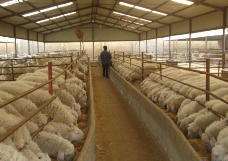 肉羊养殖与疫病防治图谱,养羊场羊病防治