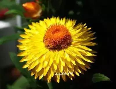 拍摄花的花语,100种摄影基础美学