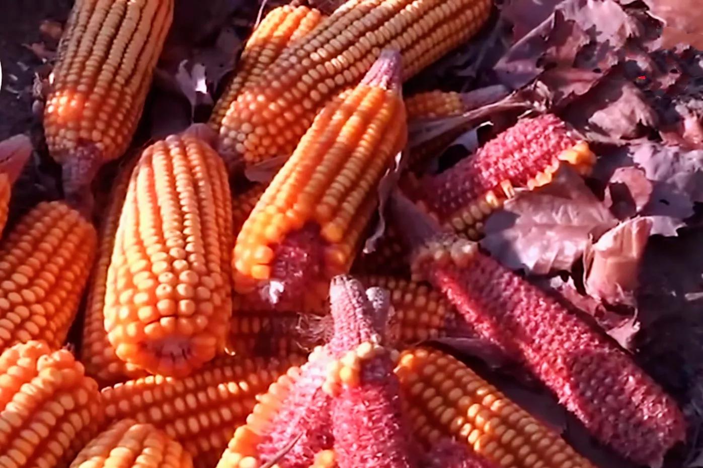 玉米芯儿在韩国怎么吃,玉米芯韩国食用