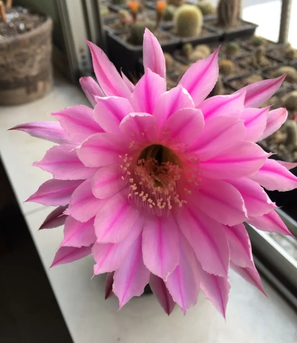 太极莲仙人球,狂莲仙人球