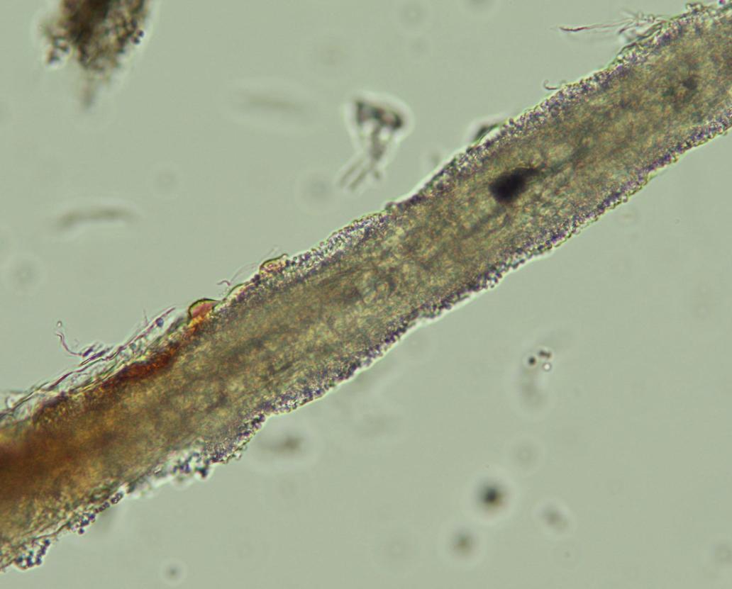 猫咪疯狂掉毛怎么回事,猫咪疯狂掉胡子