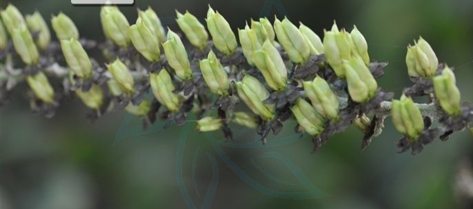 与藜芦相似的植物,藜芦植物