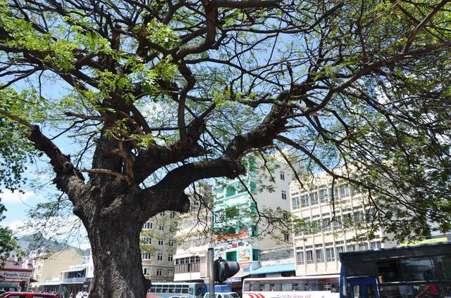 毛里求斯路易港市中心,毛里求斯路易港海底漫步