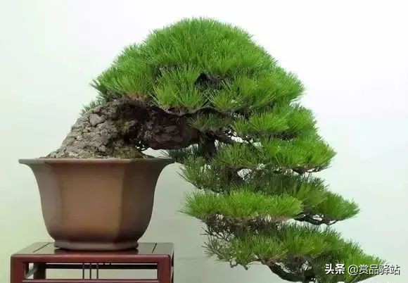 黑松盆景寓意 (黑松盆景风水)