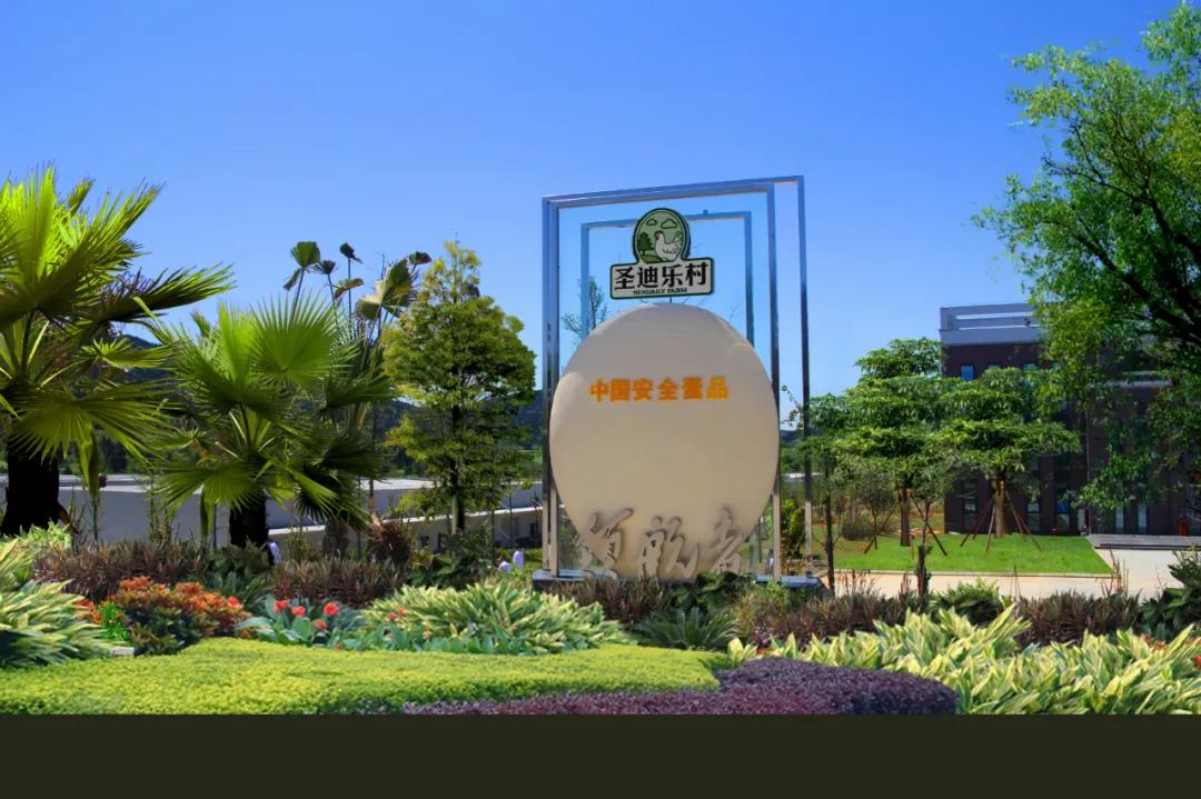 圣迪乐村鸡蛋10枚,圣迪乐村鸡蛋60枚价格