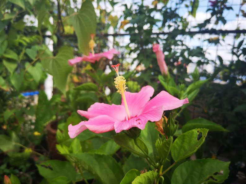 一方净地与你分享——扶桑花开，热烈奔放