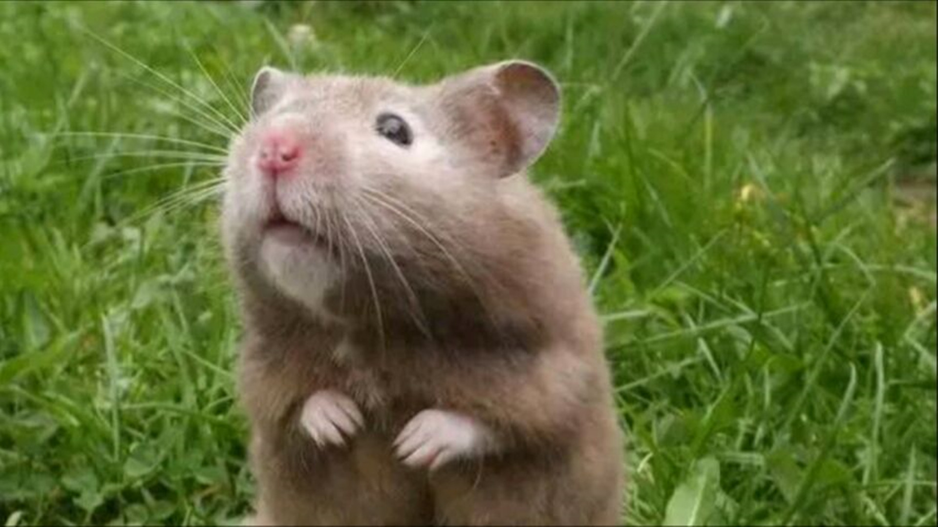 儿童睡前故事老鼠咬西瓜,儿童讲故事小老鼠偷油