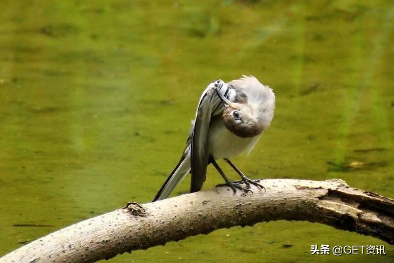 琥珀中发现恐龙化石,琥珀中发现恐龙