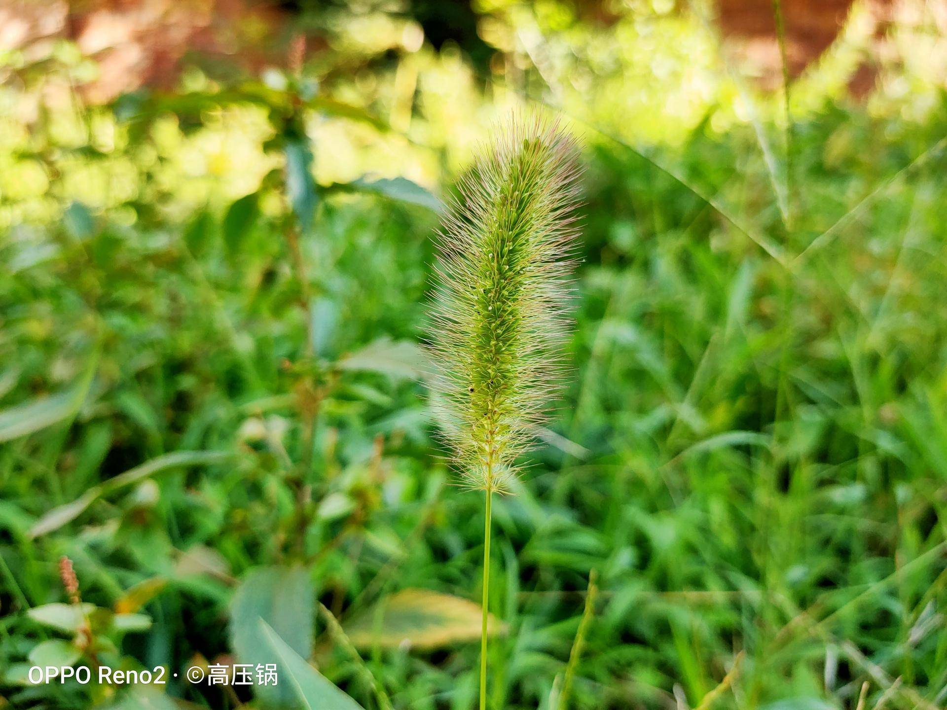 renoace对比reno2防抖测试,reno2z防抖评测