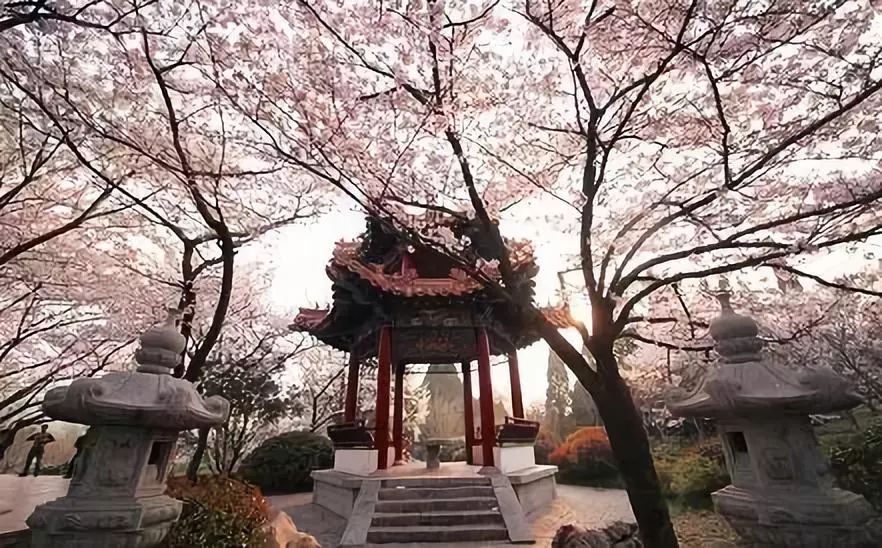 南通赏樱,江苏樱花景区介绍