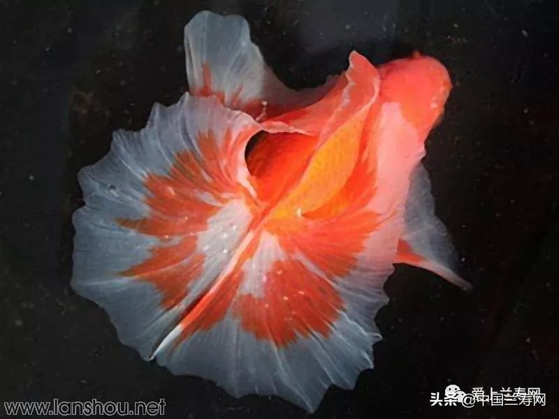 那些企图拿尾巴征服世界的金鱼们