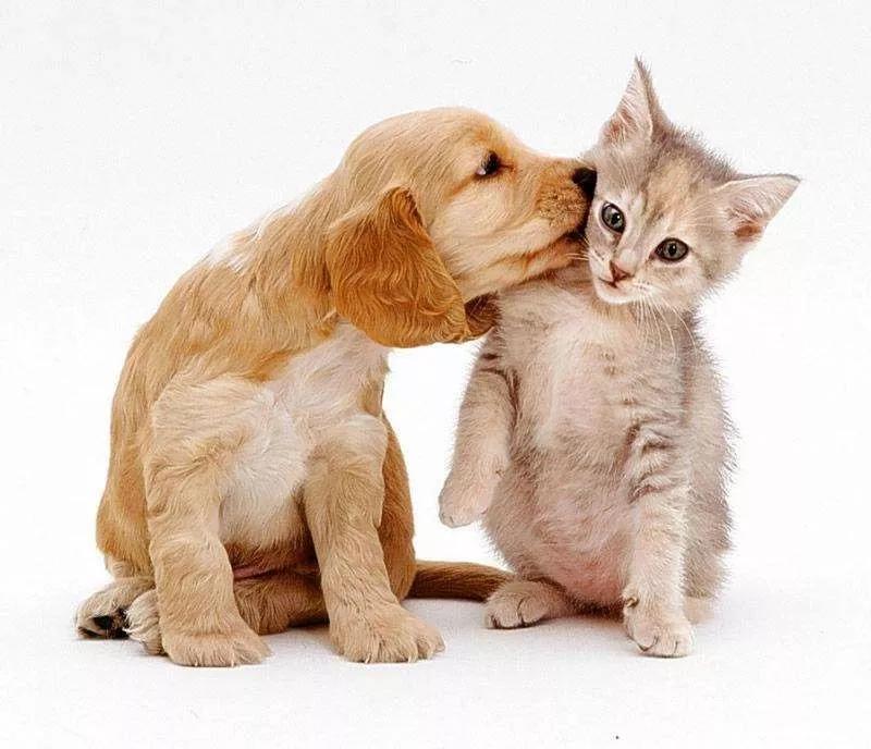 致死率100%的狂犬病,致死率100%的狂犬病误区