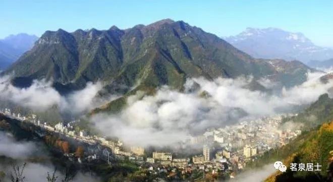 湖北茶叶第一名,湖北采花毛尖图片大全