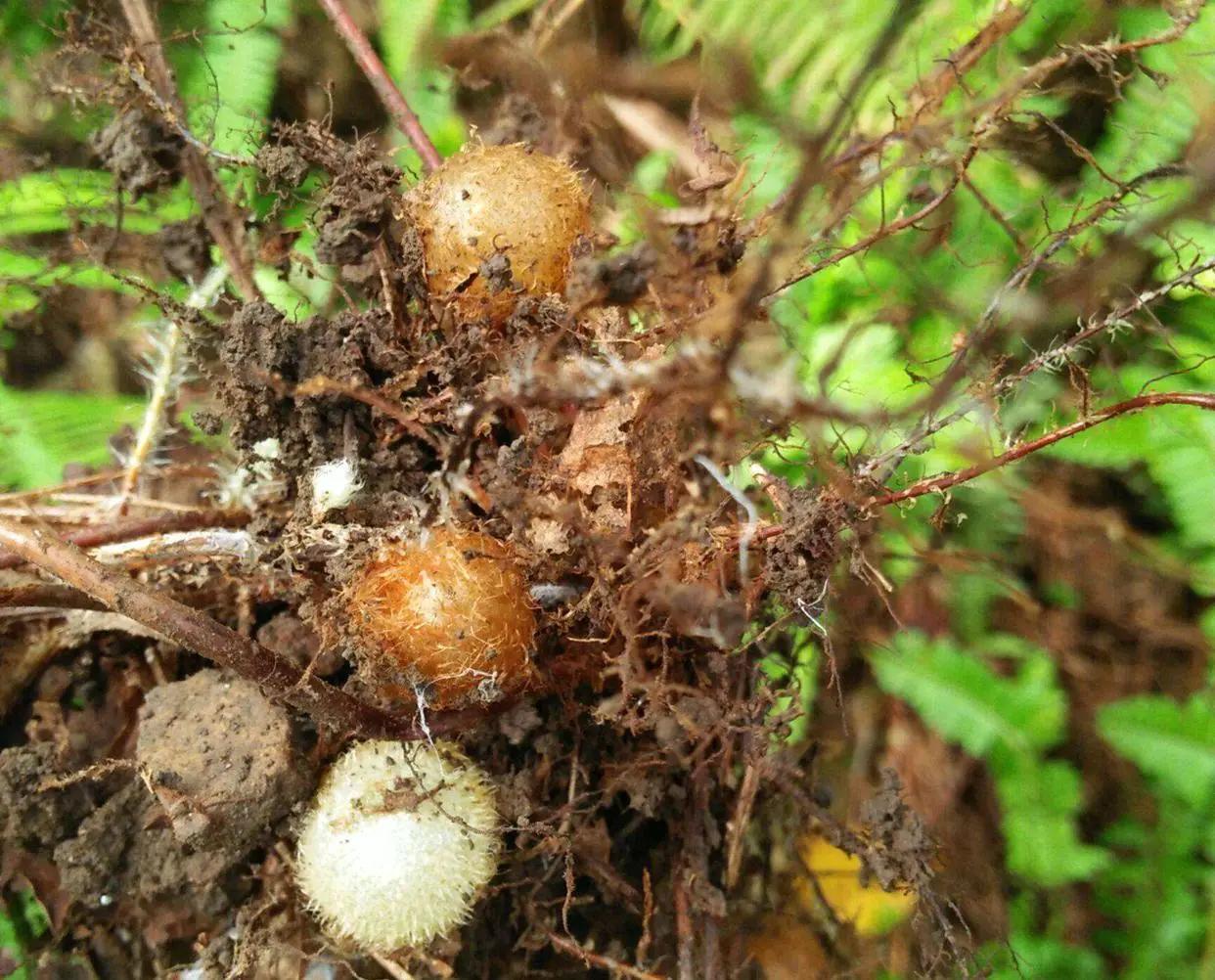 此物十分珍贵，若生长在你家墙角，别拔除价值大