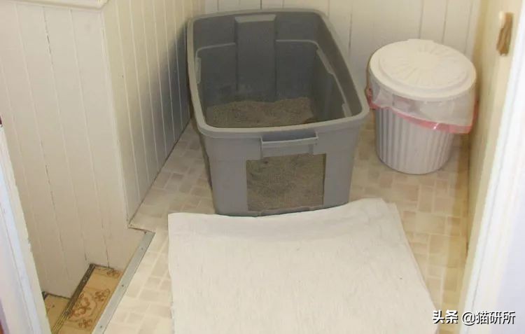 从3方面入手，有效提高老年猫的生活质量