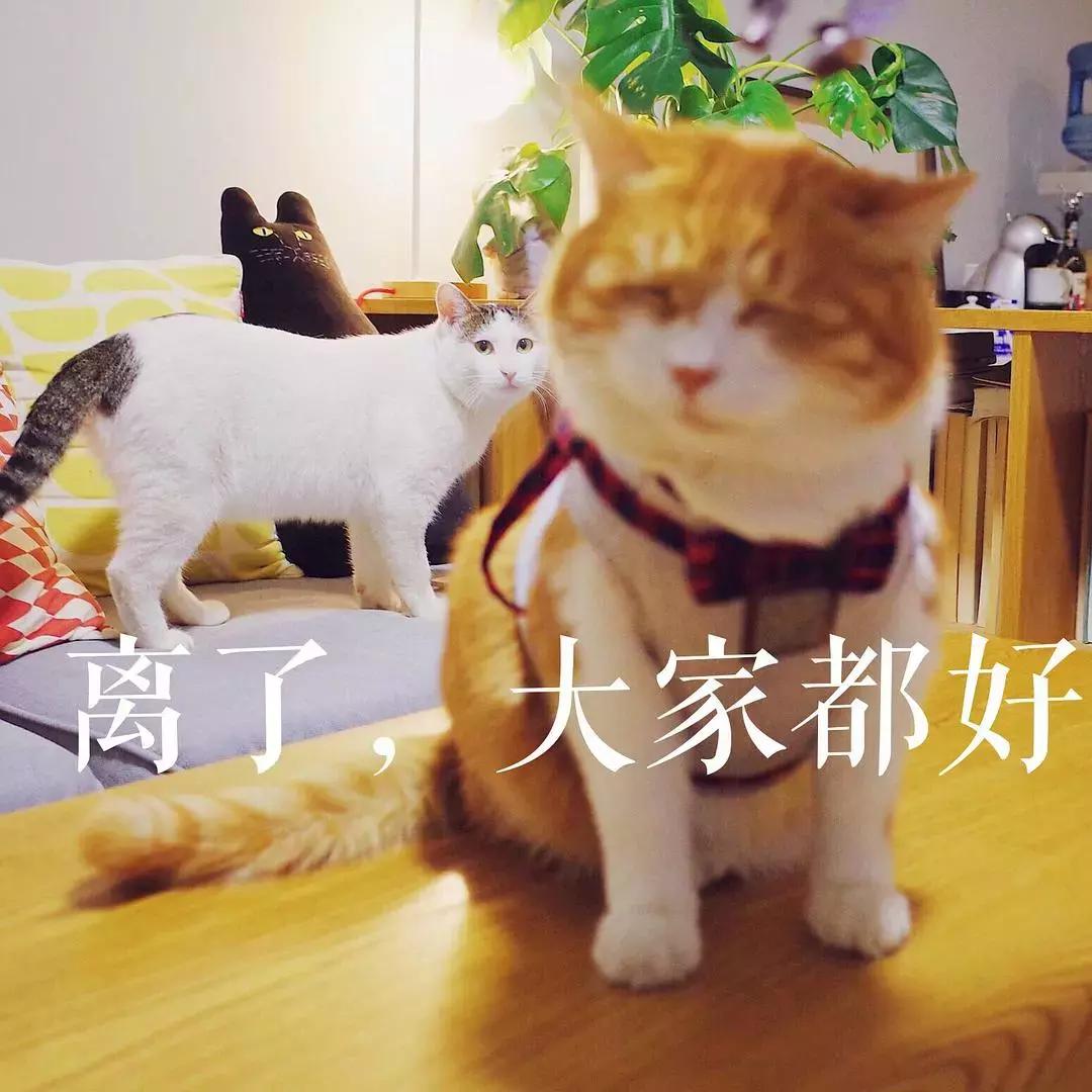 如果猫咪走丢了报警可以吗,猫咪走丢了如何把猫咪找回