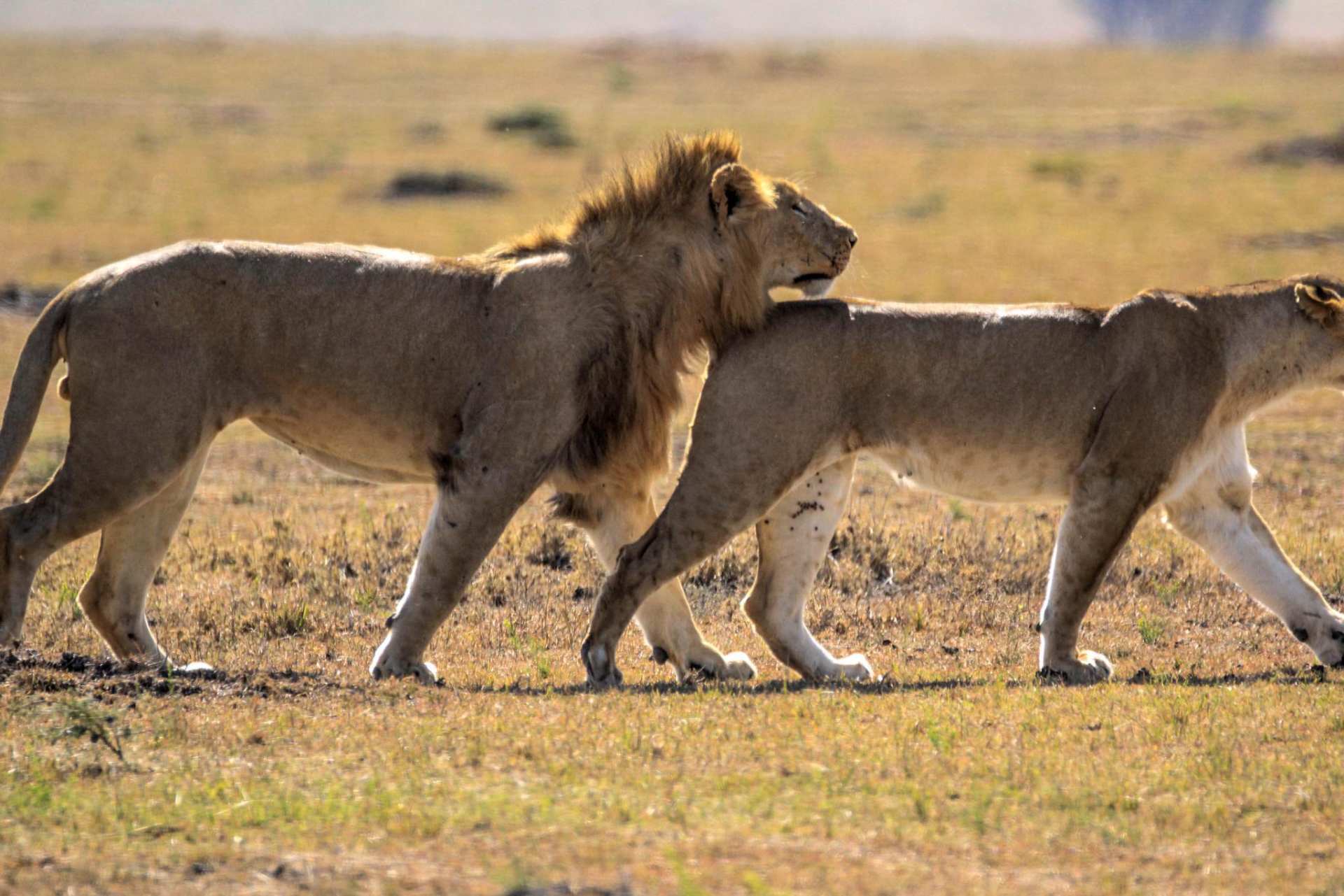 女性隐藏排卵期,人类的女性为什么要隐藏排卵期