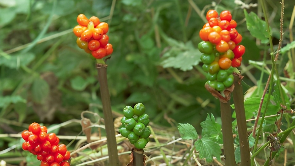 生日鲜花用哪几种花,代表友谊长存和生日快乐花语的花