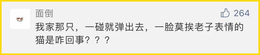 合租养猫劝退指南,《养猫劝退指南》