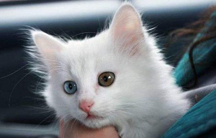 单纯鼻塞是猫鼻支吗,怎么分辨猫鼻支和普通感冒