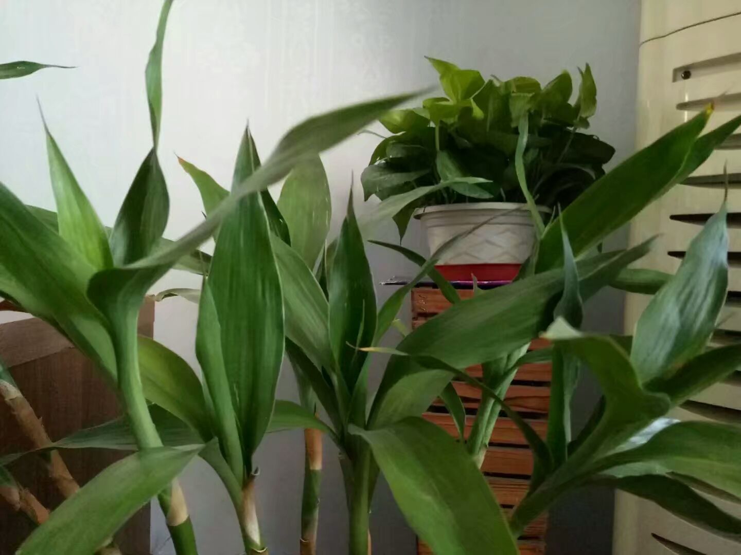 富贵竹新叶发红怎么办,富贵竹长出黄叶子怎么办