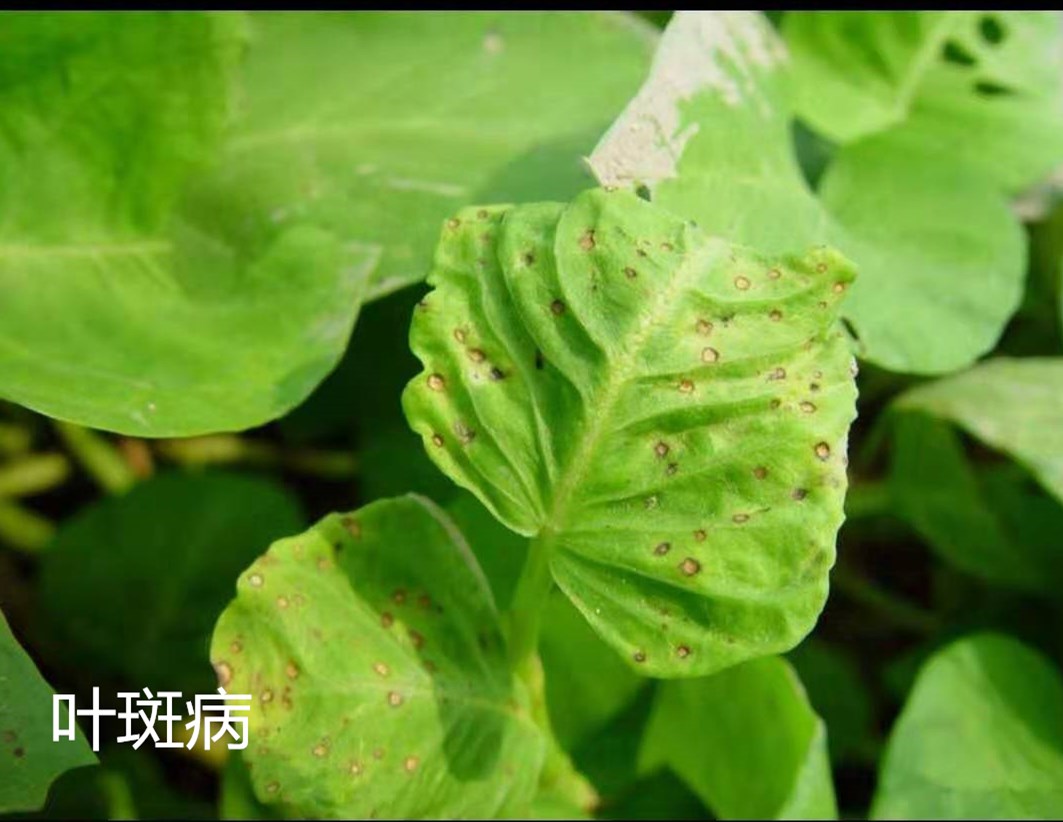 空心菜叶子有几种病害,空心菜能治什么病