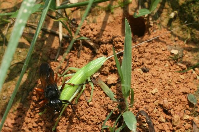 昆虫界只会在育儿期间能成为“捕猎高手”的一种神奇的蜂类