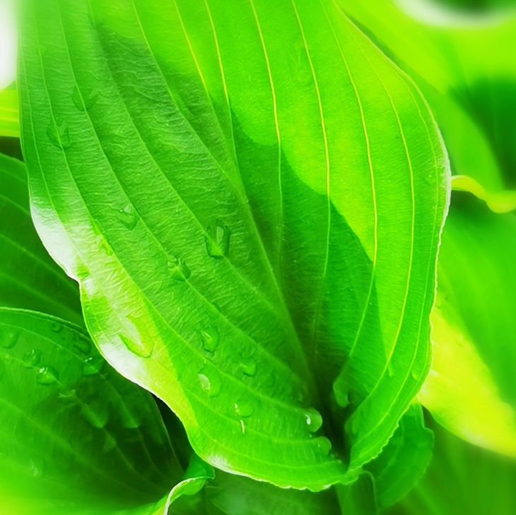 吉林北果：乡下的端午