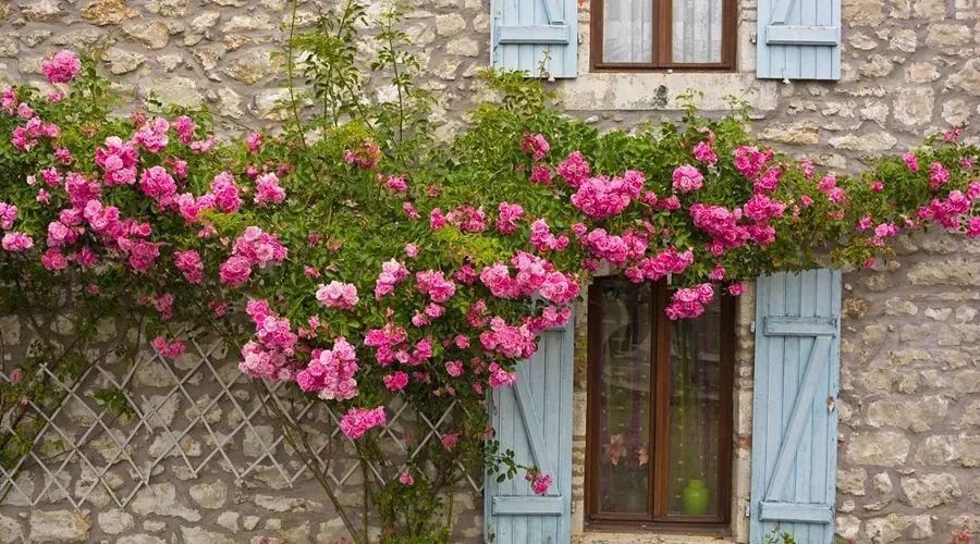 花开时节留住美好的小院时光,在这个春暖花开的浪漫季节里